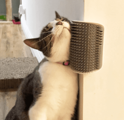 Cat scratcher