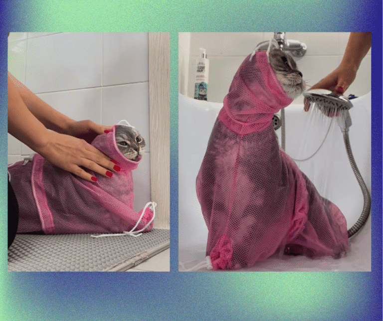 Cat washing