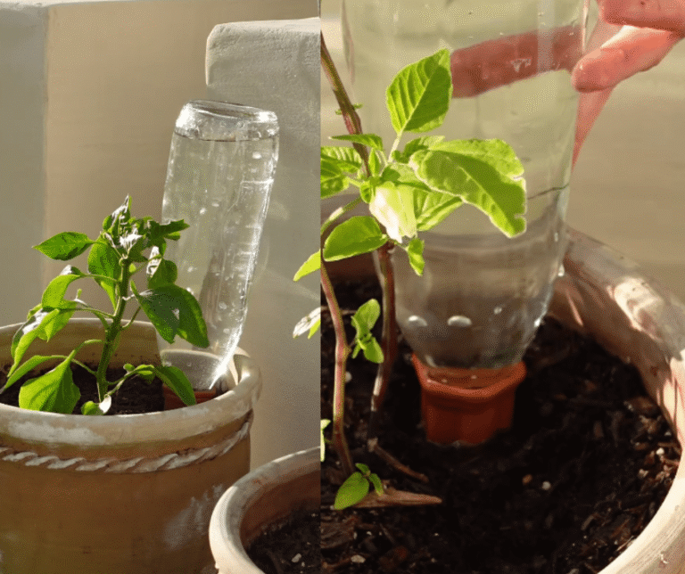 Watering