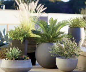 plants in planters