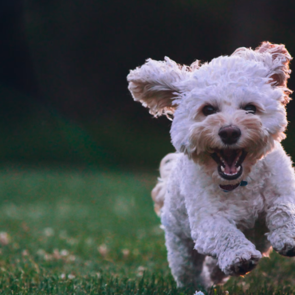 4 Daily Health Upgrades Every Modern Dog Owner Needs Right Now