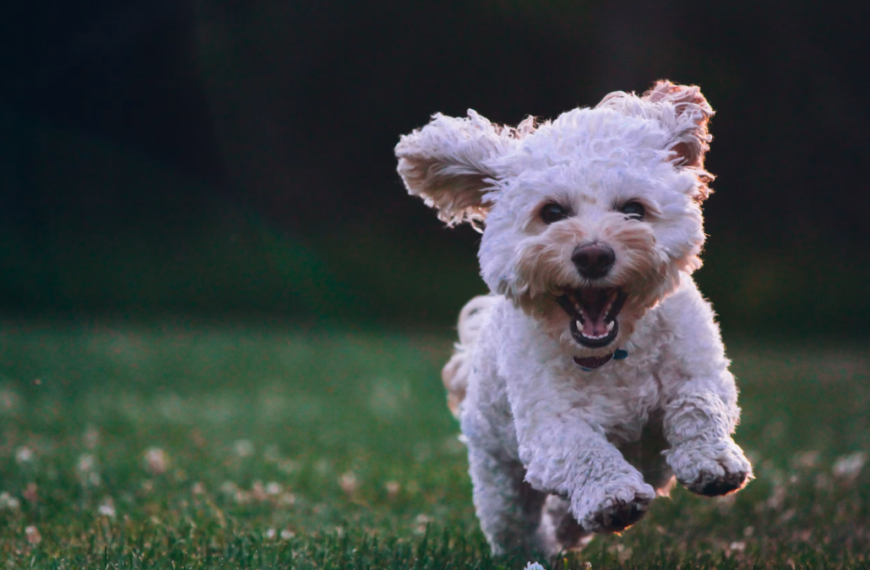 4 Simple Amazon Pet Health Finds for Stress-Free Dog Care