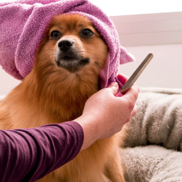Best Home Pet Grooming Vacuums That Capture 99% of Loose Fur