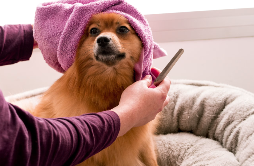 Best Home Pet Grooming Vacuums That Capture 99% of Loose Fur