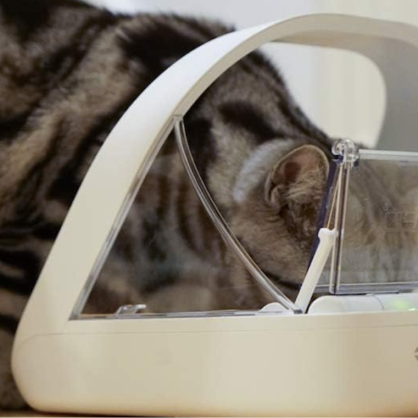 3 Best Microchip Pet Feeders for Multi-Pet Homes to Stop Food Stealing and Track Diets