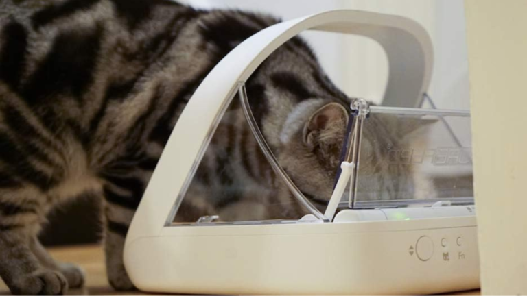 3 Best Microchip Pet Feeders for Multi-Pet Homes to Stop Food Stealing and Track Diets
